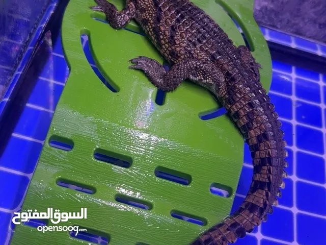 تمساح نيلي
