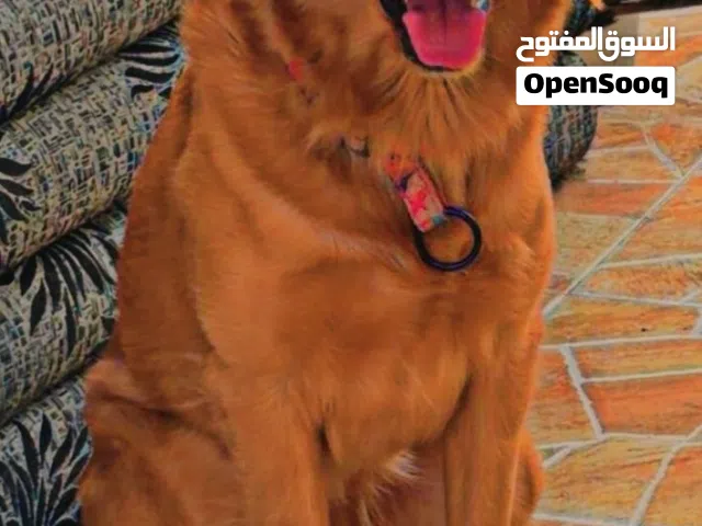 للبيع كلب حراسه