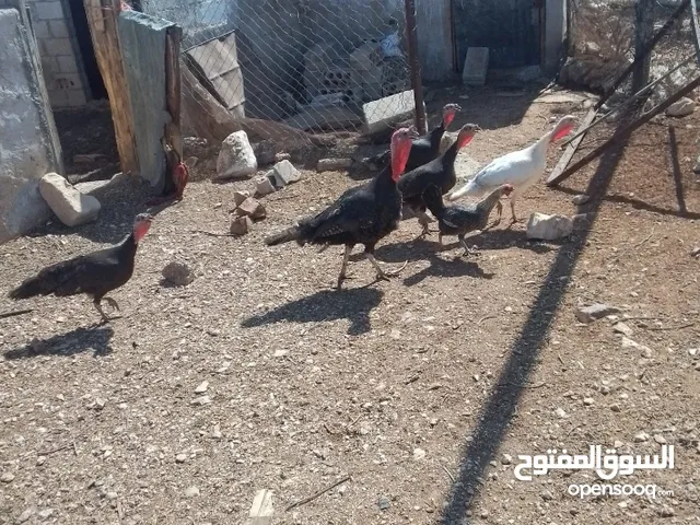 بسم الله الرحمن الرحيم حبش للبيع والاتصال للستفسار