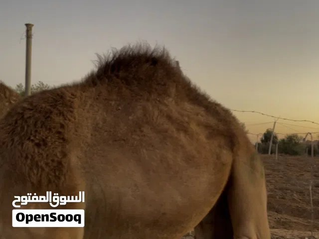 جمل للبيع  تبي بلكيو عادي تبي جمل هكي عادي  اوهدرز في سوم المعقول او ربي ايسخر الحال