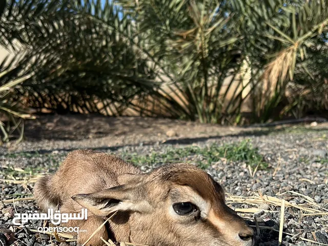 غزال عربي ذكر العمر اسبوع اليف جدا