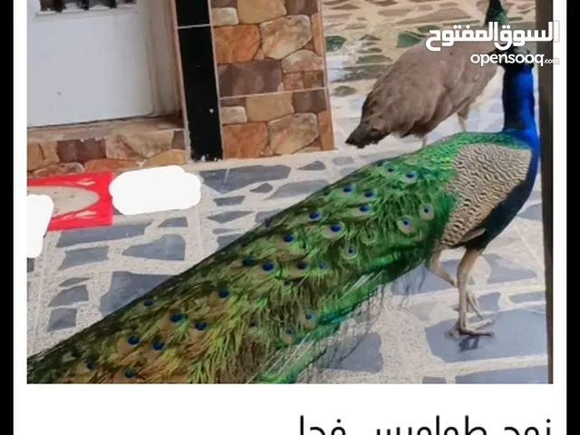 طاووس للبيع