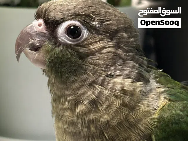 للبيع ببغاء جرين شيك كنيور