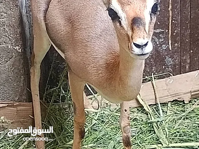 للبيع ثنتين ايناث غزلان كبار