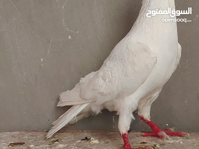 فحل سلافر جاهز