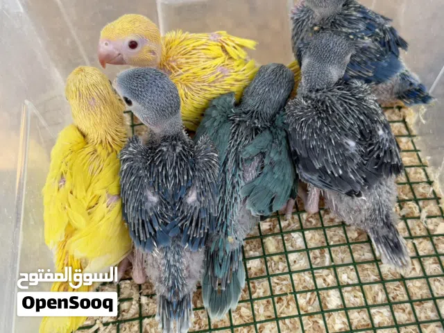 ببغاء الدره الملون ، اصفر ، ازرق ، رصاصي ، تركواز ، فايلوت