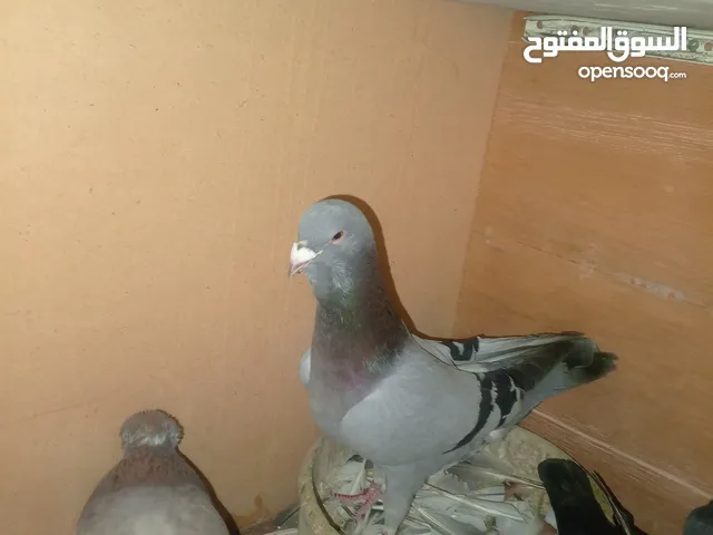 حمام للبيع.جوز.شفار.وفحول.بوز