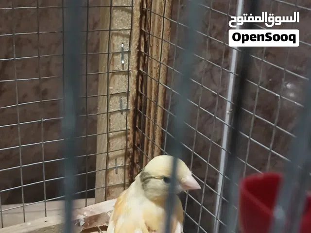 3 عصافير كنار مع قفص