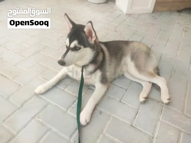 كلب هاسكي ودود