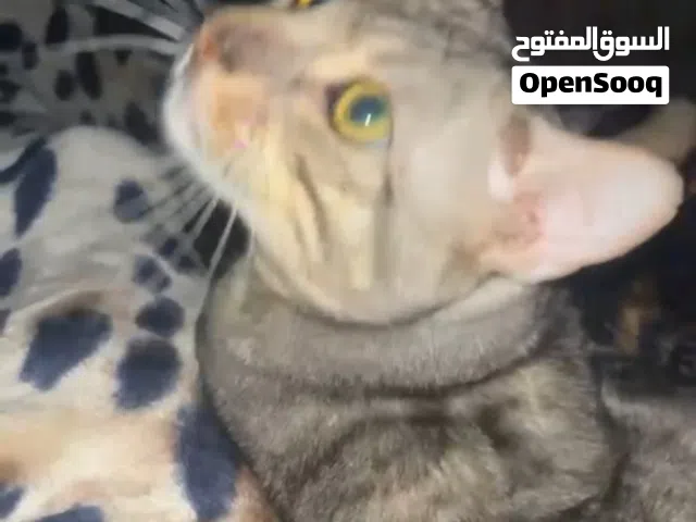 للبيع قط بنغالي بيور 100% شرط افحص القطو وين ما تبي واذا مو بنغال فلوس فحصك مرجوعة وفوقهم 300 دينار