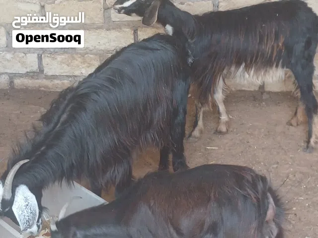 5 معزات عربيات صغار سنهم تنايا كلهم ثلاثة والدات تحتهم جدي وزوز عنايق المطلوب 1325 العنز جملة