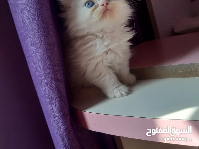 كتن هملايا مقزم أطراف قصيره موجود ذكور واناث