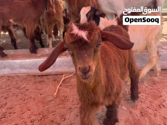 سخله للبيع