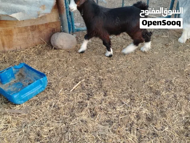 للبيع تيوس