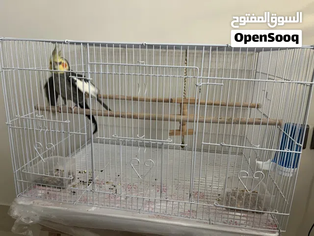 ببغاء كروان لاتينو العمر 3سنوات اليففف جدا