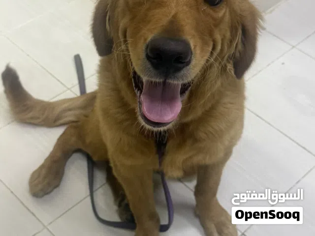 كلب جولدن تربيت امراه
