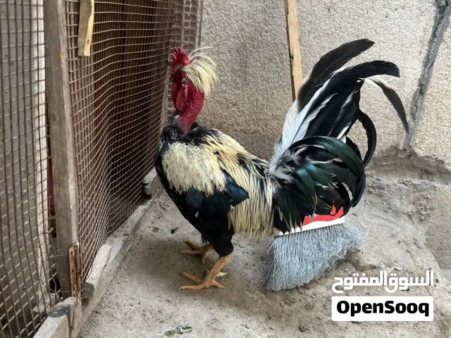 ديج ابو ركيبه