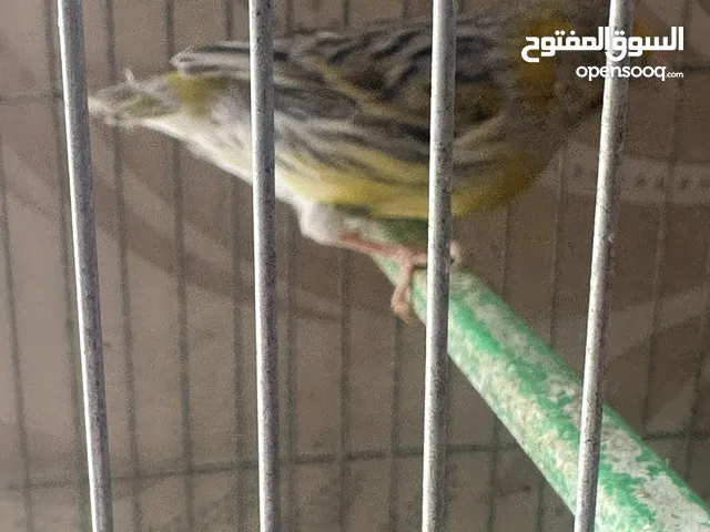 فحل كناري اغات مثل النار تبارك الرحمن