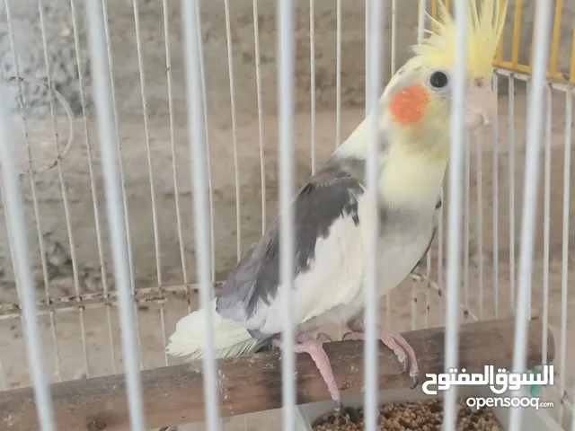 كوكتيل كروان ذكر