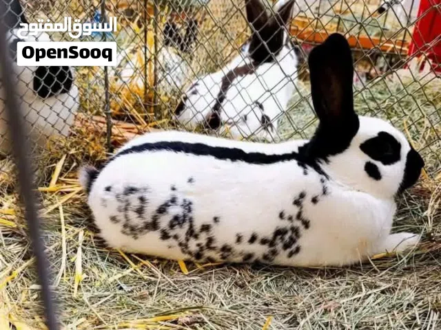 تقربو كل جديد بإذن الله تعالى أرانب مستوردات البزره الاصليه