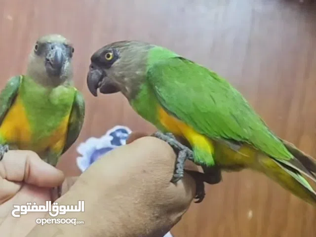 زوج سنغالي للبيع