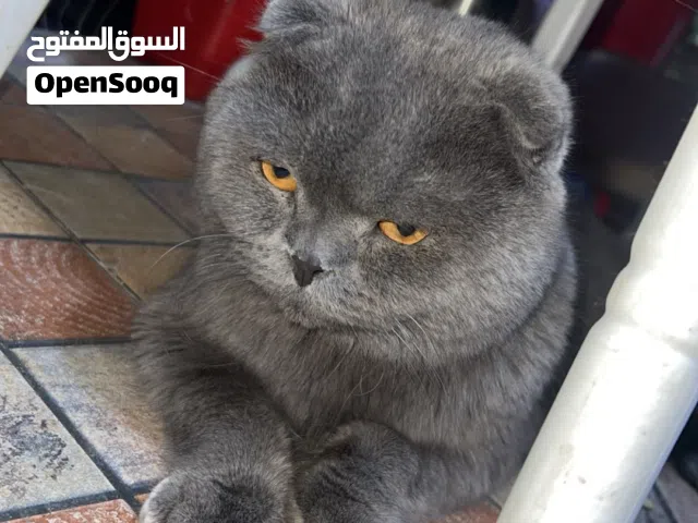 سكوتش فولد بريطاني