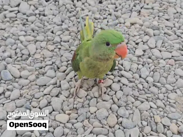 للبيع فرخ نيبالي