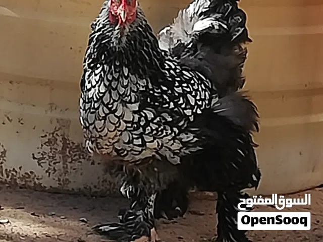 دجاج براهما