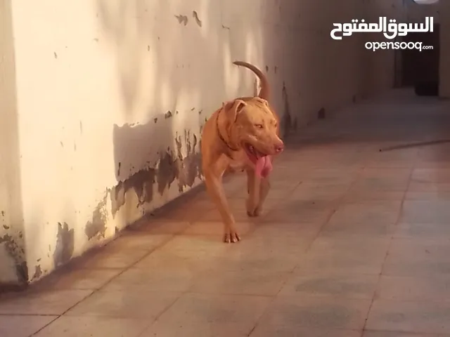 بيتبول رد نوز