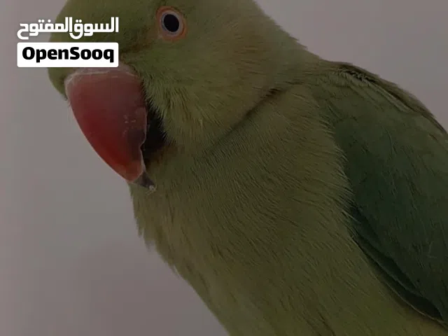 درة هندي نثيه