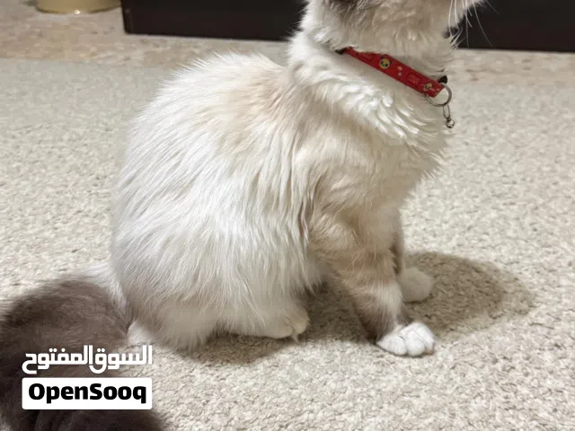 قطة هملايا انثى مع كامل مستلزماتها عمر 5 شهور