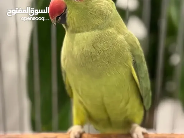 مطلوب أنثى درة جاهزه في اربد