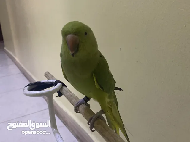 ببغا الدره شوف الوصف