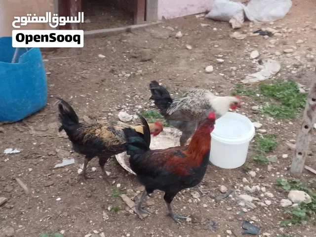 ديوك بلدي عدد 3 للبيع  المنطقه الظليل حي الشخوت