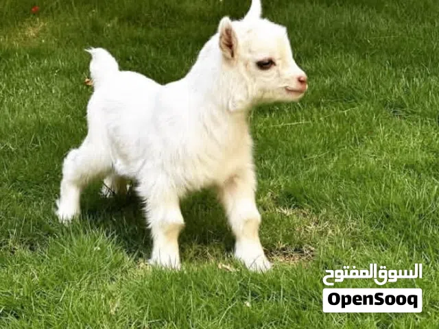 ماعز القزم بلجيكي متوفر جميع الماعز القزم بي السعر شامل التوصيل