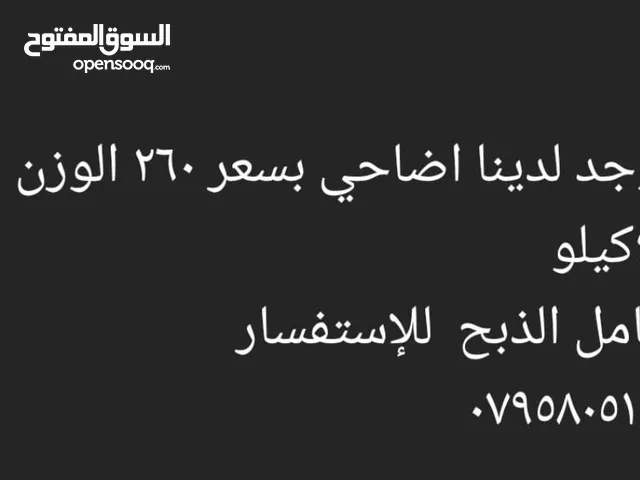 أضاحي للبيع بسعر مغري وناري