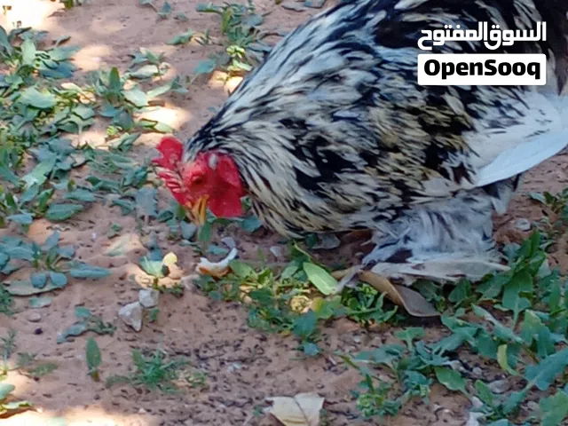ديك استراليا
