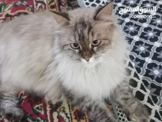 قط هملايا للتبني