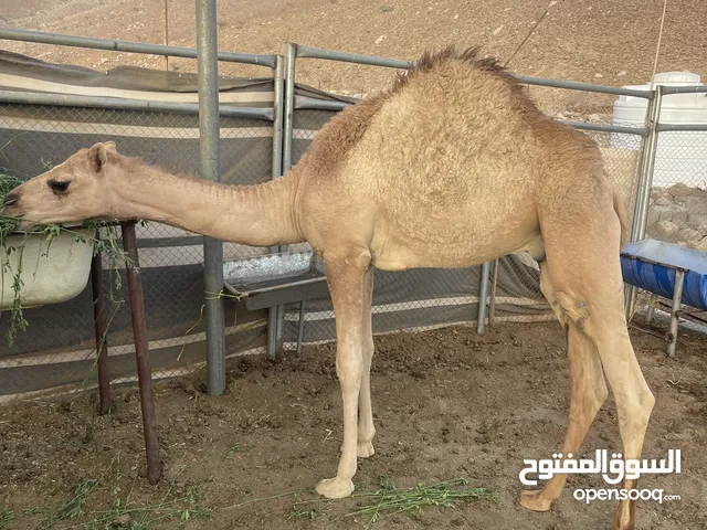 للبيع قعود تحت امه طياح شهر 9 رويان حليب مطلوب 520 قابل