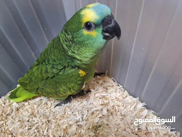 امازون بلو فرنت