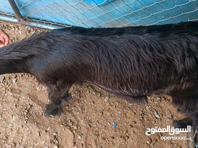 ذبايح تيوس سمان مشالله وصحه ممتازه