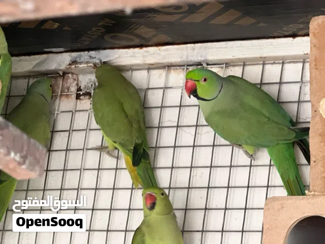 مجموعه طيور للبيع ازواج دره وفيشر زوج الانثى الاصفر على اخضر تنتج الوان اصفر مع اخضر والذكر اخضر