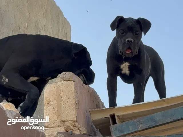 كين كورسو مستورد