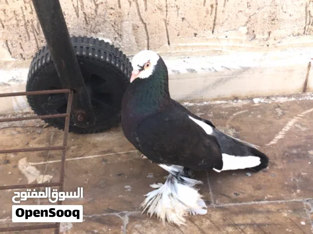 مطلوب انتئ قلاب نفس مواصفات الدكر لي في الصوره