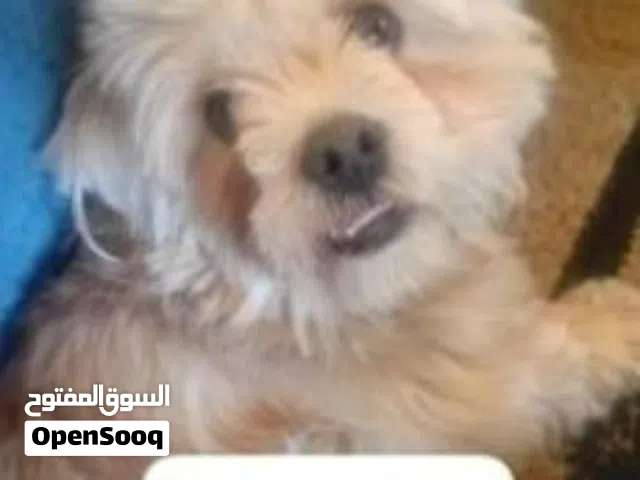 كلب مالتيز