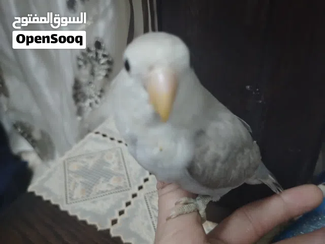 للبيع اليف 70 /٪