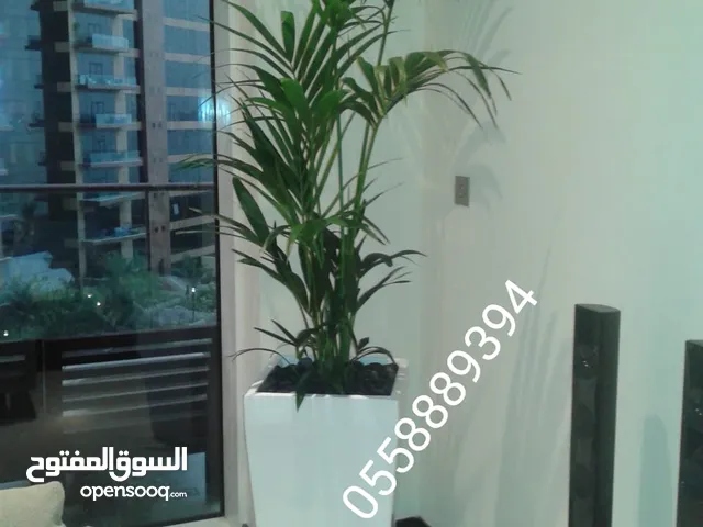 Office and hotels indoor plants and pots for sale