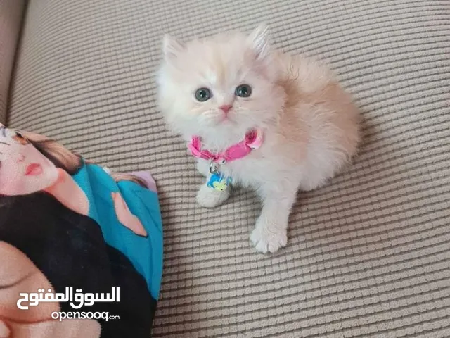 قطط شيرازي ذكور عمر شهرين متعودين علي اللتر بوكس بعجمان