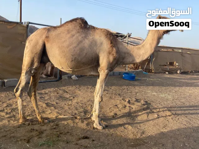 للبيع ناقه حايل طيبه