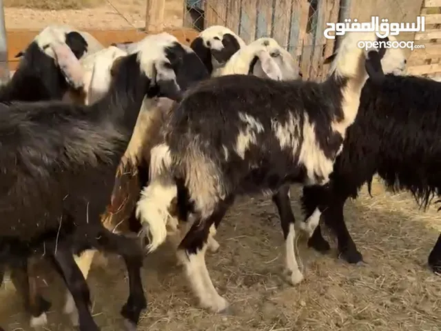 للبيع جعد نجديات عشار
